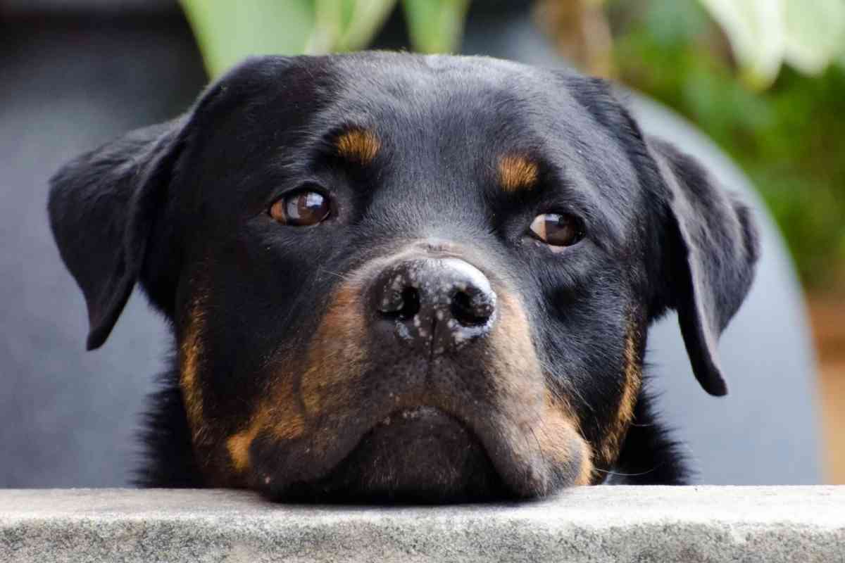 cane rottweiler