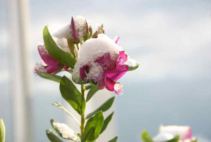 Neve caduta su un fiore