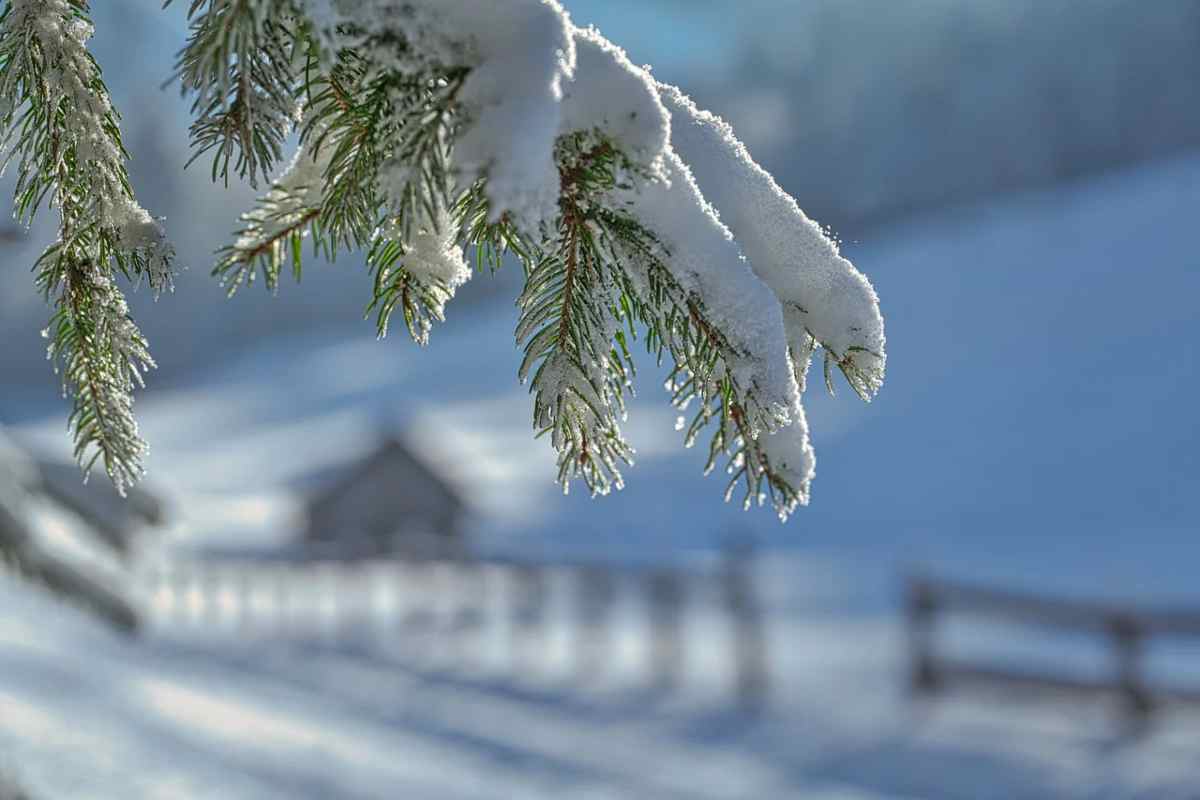 Neve caduta su un albero